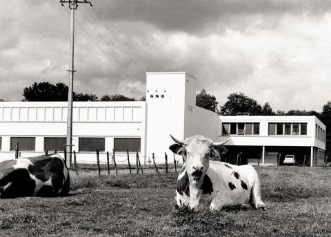 vache-nb